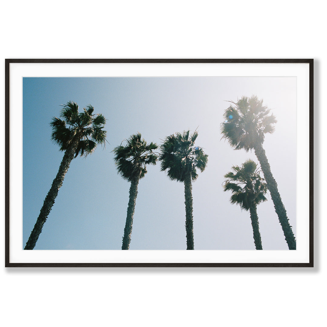 Palms